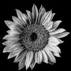 Leaked yellowsunflower2020 onlyfans leaked